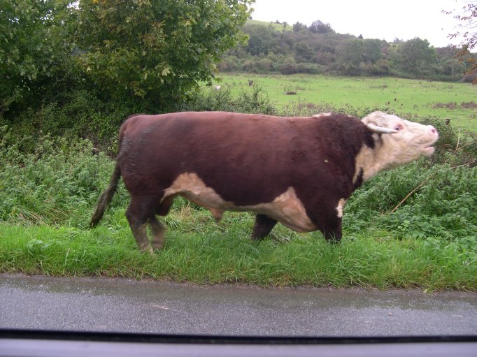 The escaped bull on the road, taken by Pat from Dick's car, en route to the Queens arms again.
